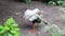 Bird white stork is a genus of birds from the order of ankle. A large marsh bird from the stork family