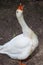 bird, white, swan, duck, animal, goose, nature, beak, geese, wildlife, birds, water, farm, feather, grass, animals, lake, ducks, f