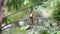 Bird white-throated Kingfisher in a nature wild