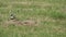 Bird White Wagtail Motacilla alba hunts insects in a mowed green grass