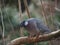 Bird wild pigeon