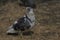 Bird wild pigeon