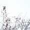 Bird on the wild rose bush