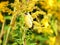 Bird on Wildflower: An American goldfinch bird perched on the stem of a goldenrod wildflower