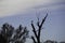 Bird wildlife cormorant sitting on a tree at the danube