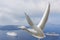 This bird will never catch up the cruise ships near Santorini, Greece