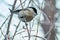 Bird - Willow Tit  Poecile montanus  sitting on a branch of a tree.