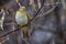 Bird - Willow Warbler  Phylloscopus trochilus  sitting on a branch of a bush cloudy spring evening.