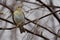 Bird - Willow Warbler  Phylloscopus trochilus  sitting on a branch of a bush cloudy spring evening.