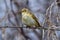 Bird - Willow Warbler  Phylloscopus trochilus  sitting on a branch of a bush cloudy spring evening.