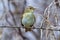 Bird - Willow Warbler  Phylloscopus trochilus  sitting on a branch of a bush cloudy spring evening.