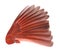 Bird Wing with Clipping Path