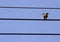 Bird on a Wire