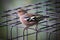Bird on wire cage