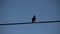 Bird on a Wire (Flies Away)