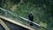 Bird On Wire In Heavy Rainstorm