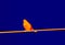 Bird on the wires in scientific high-tech thermal imager