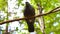 Bird wood gray pigeon on branch