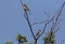 Bird Woodchat shrike