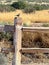 Bird on wooden fencepost in Arizona field