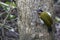Bird: Woodpecker