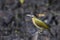Bird: Woodpecker