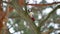 Bird woodpecker knocking red feathers on wood wildlife