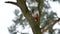 Bird woodpecker knocking on wood red feathers wildlife