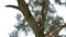 Bird woodpecker knocking on wood red feathers wildlife