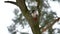 Bird woodpecker knocking on wood red feathers wildlife