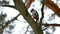 Bird woodpecker knocking on wood wildlife red feathers