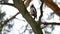 Bird woodpecker knocking on wood wildlife red feathers