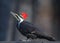 Bird, woodpecker, pileated, dryocopus, pileatus