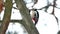 Bird woodpecker red feathers wildlife knocking on wood