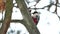 Bird woodpecker red feathers wildlife knocking on wood