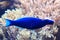 Bird wrasse