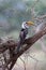 Bird with yellow beak in acacia tree