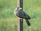 Bird with yellow black eye and yellow beak, on the side of a rusty iron bar. Feather grey, black,