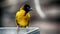 Bird with yellow plumage and dark head, Village Weaver