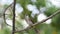 Bird Yellow-vented Bulbul on a tree