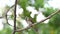 Bird Yellow-vented Bulbul on tree in nature wild