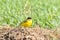 Bird - Yellow Wagtail Motacilla flava male, spring time