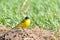 Bird - Yellow Wagtail Motacilla flava male, spring time