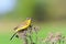 Bird - Yellow Wagtail Motacilla flava male, spring time