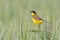 Bird - Yellow Wagtail Motacilla flava male, spring time