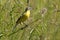 Bird the yellow Wagtail sings among the flowers on a Sunny meadow in the summer.