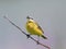 Bird yellow Wagtail sitting on a meadow with insect in its beak