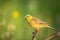 Bird - yellowhammer Emberiza citrinella on the branch amazing warm light sundown