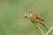 Bird - yellowhammer Emberiza citrinella on the branch amazing warm light sundown