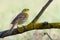 Bird - yellowhammer Emberiza citrinella on the branch amazing warm light sundown